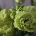 Eustoma Potted