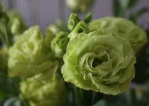 Eustoma Potted